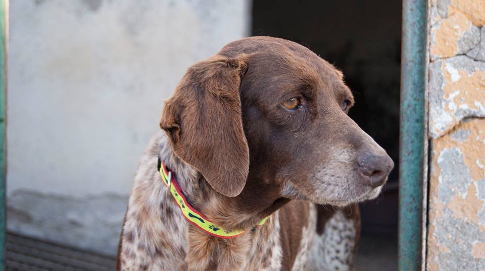 13240098_1217509884939456_3404602214159564469_n