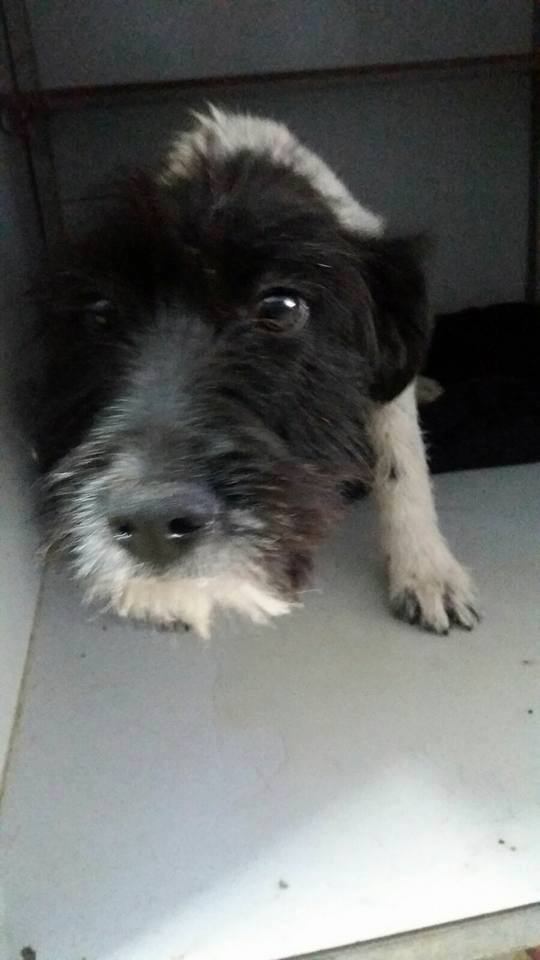 13265920_1215872181769893_6113688878435051693_n