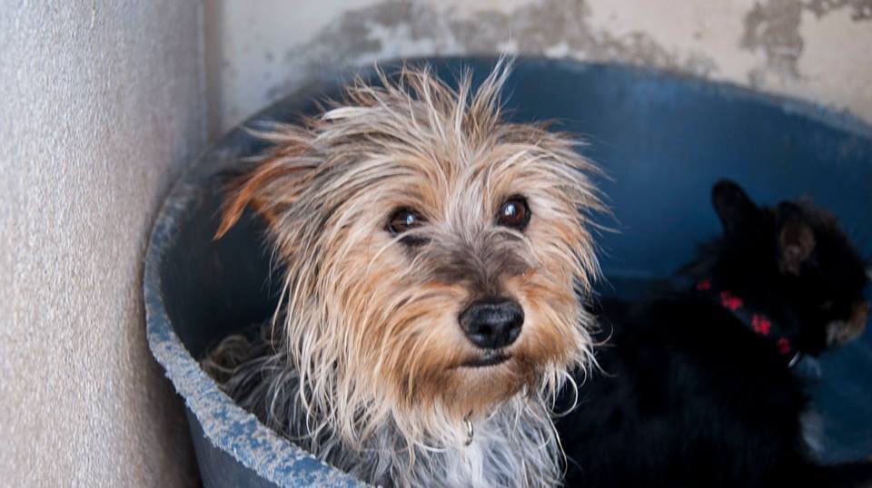 13267825_1240661369290974_7294031180344276770_n