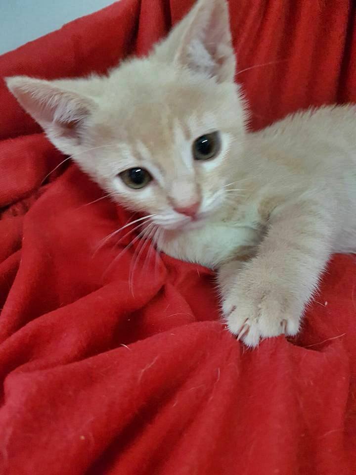 13322106_1224013937622384_3102052482163537929_n