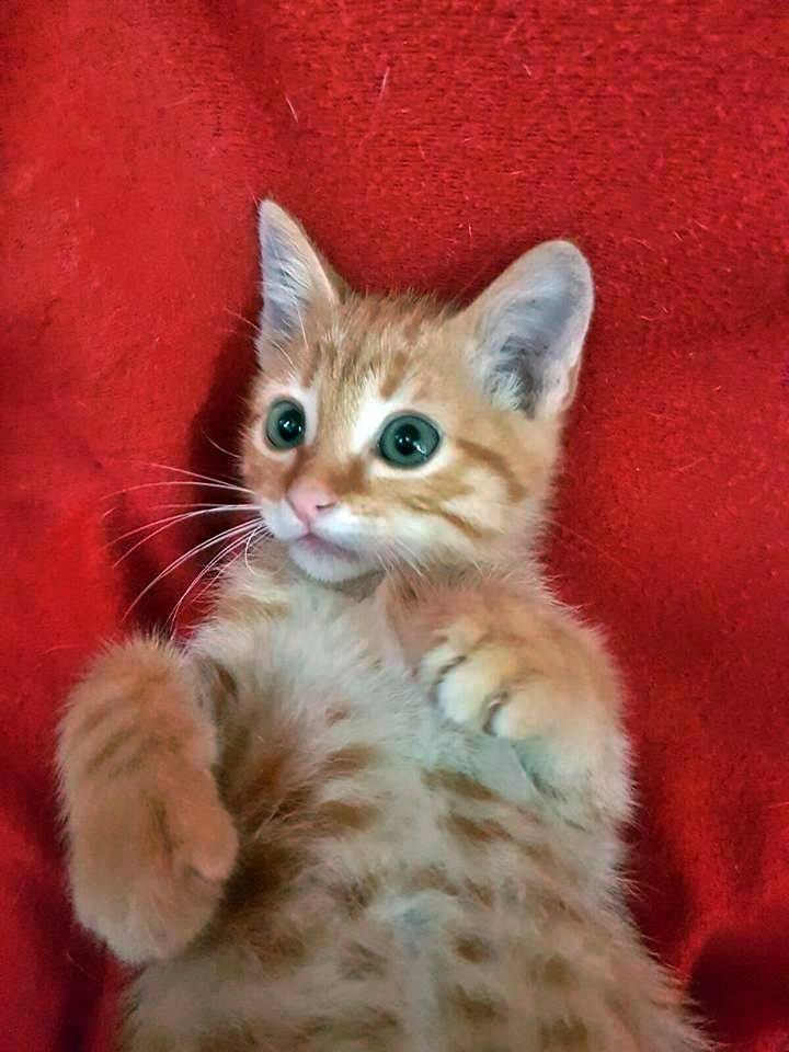 13322212_1224014114289033_5266694169546600724_n