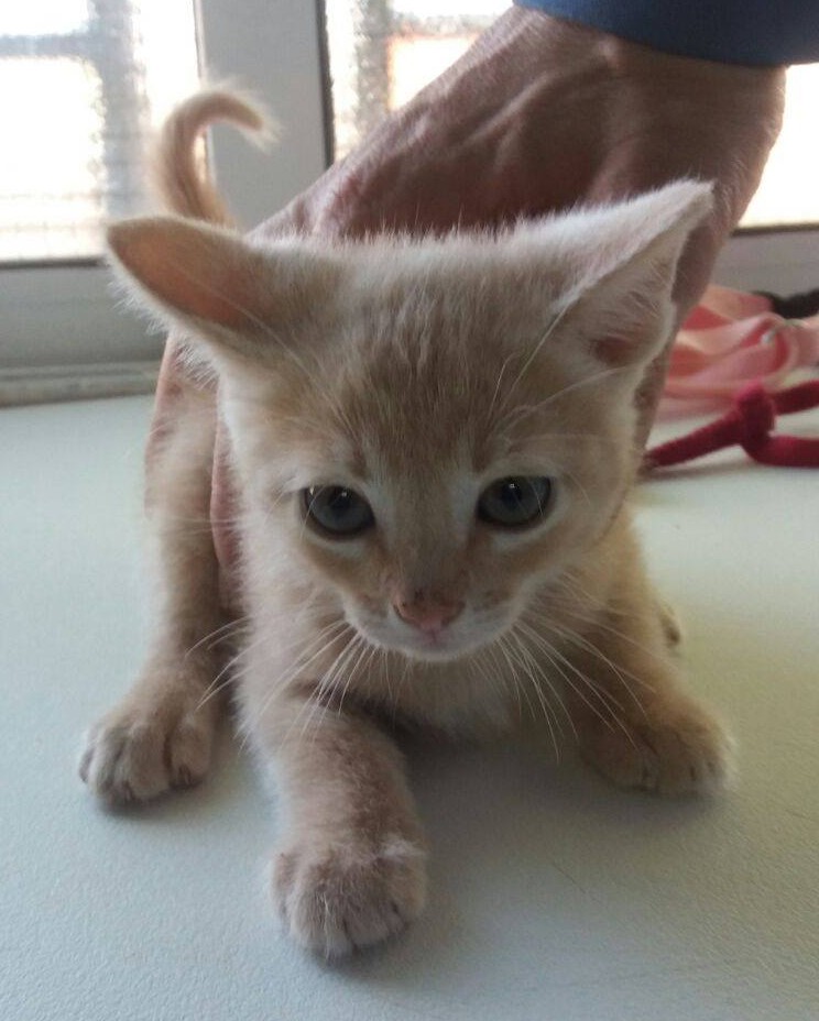 13323334_1219010314789413_1488985144354111746_o