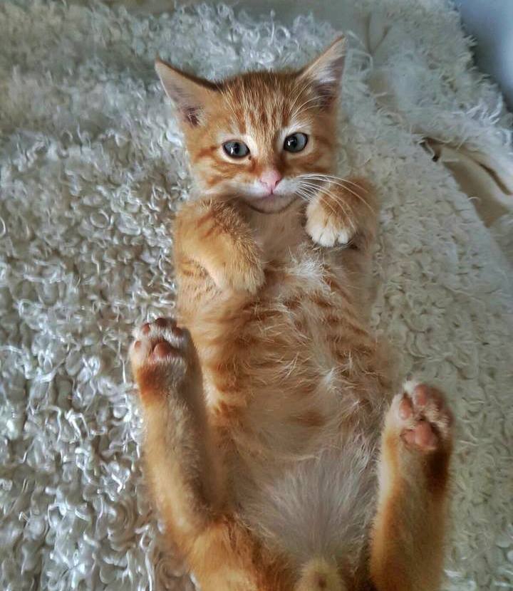 13327556_1224014110955700_5264060254161118884_n