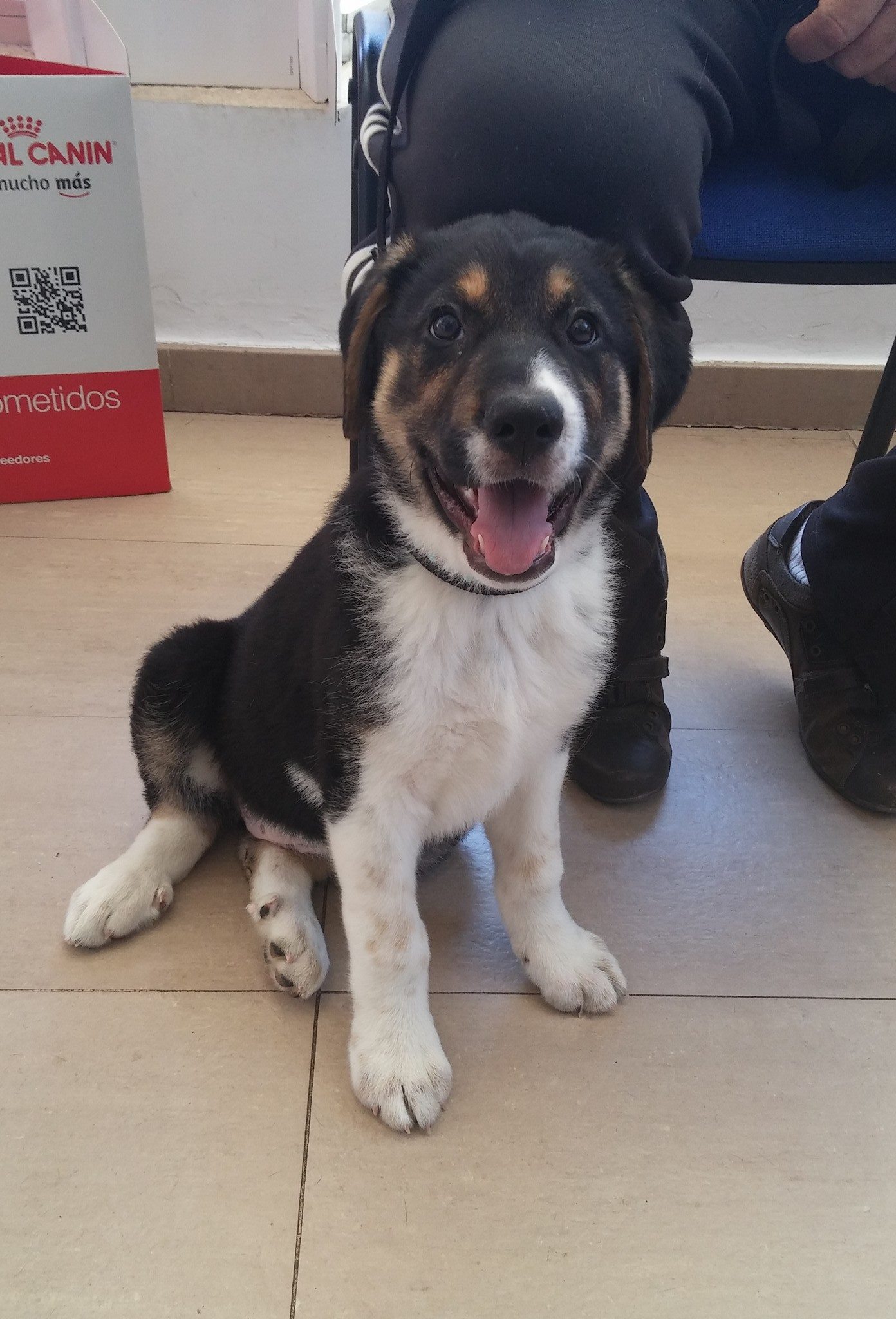 13392001_1230206373669807_4458710833426744108_o