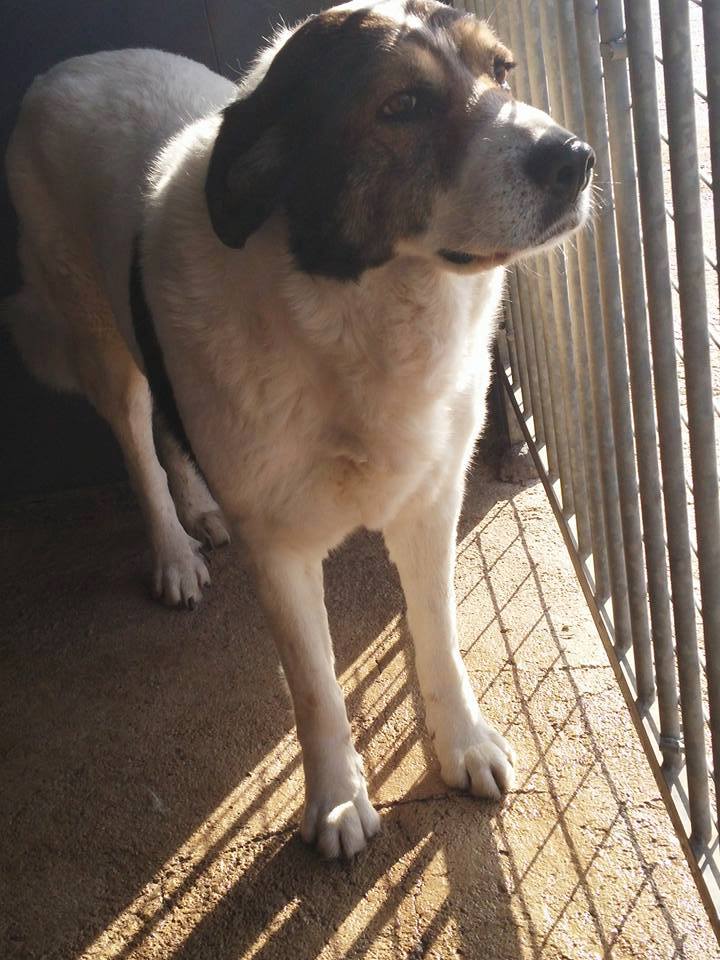 13406880_1232259190131192_1867557572316812248_n