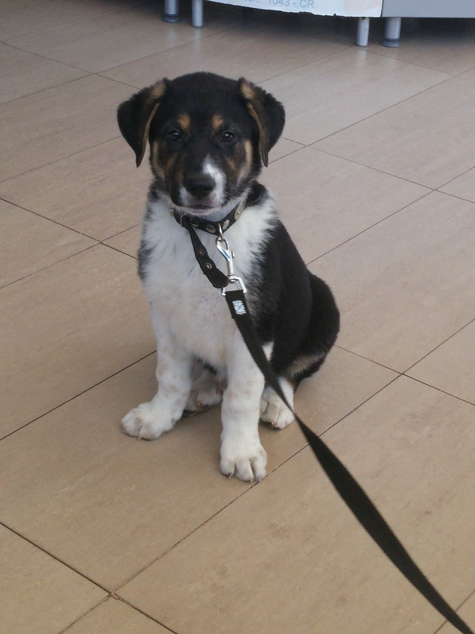 13411905_1230206203669824_3730282023439205342_o