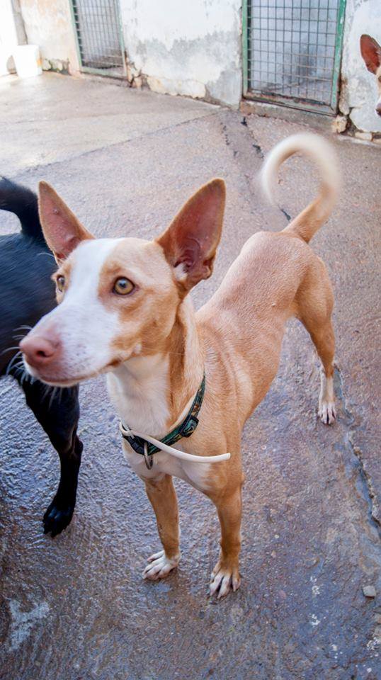 13412887_1231472926876485_7585909456733244265_n