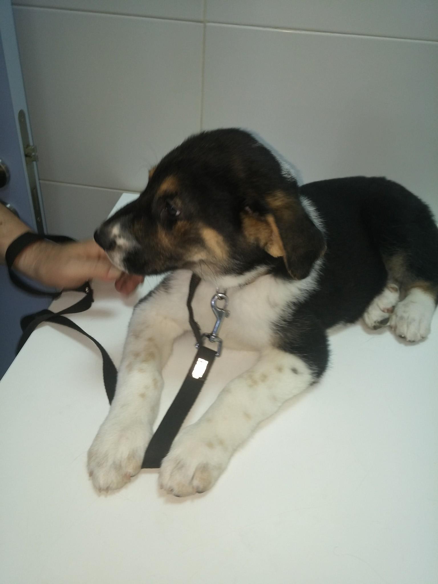 13415381_1230205820336529_4684551653060325175_o