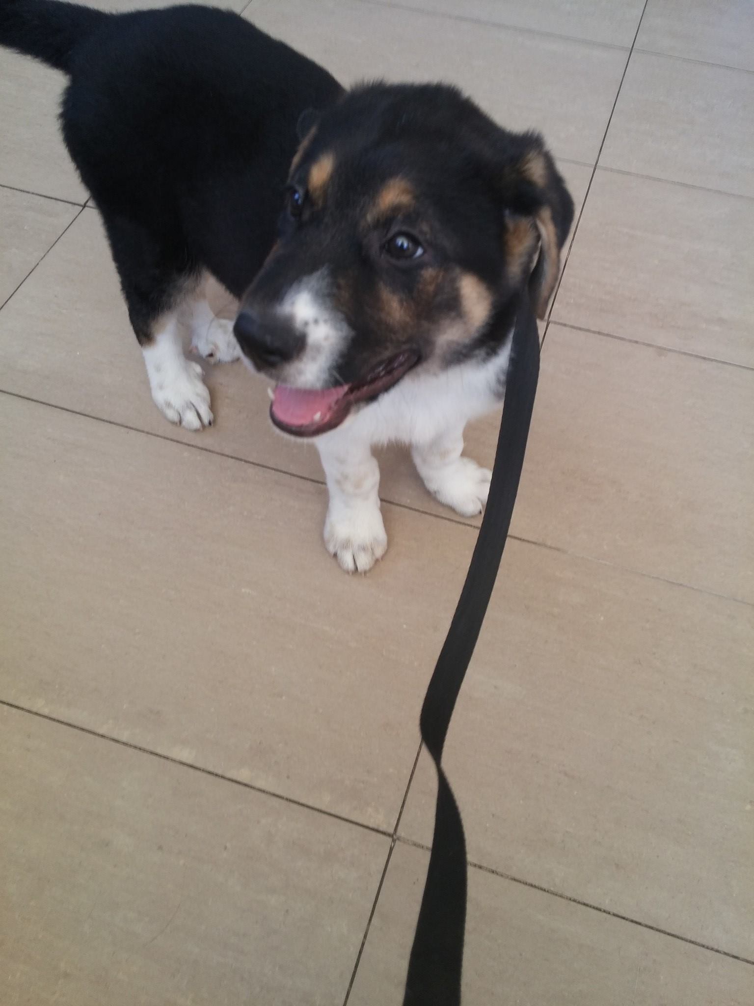 13416918_1230206260336485_3940287783369049846_o