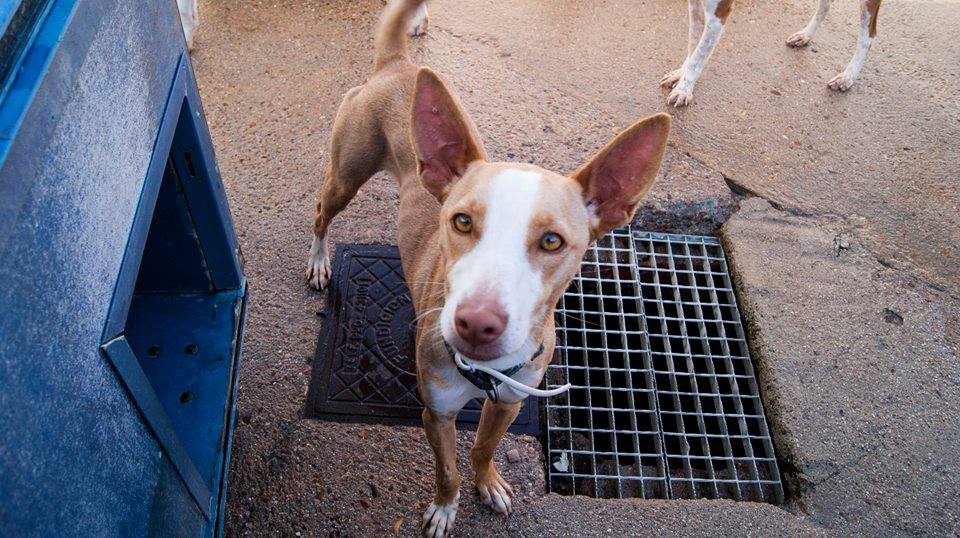 13418926_1231472960209815_4868621650354763872_n