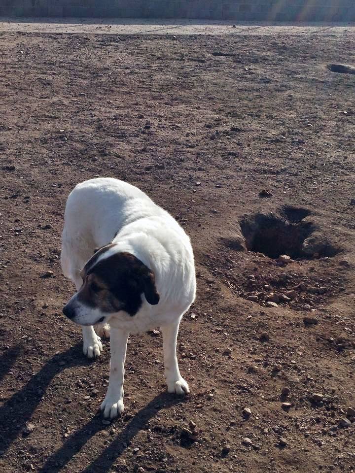 13428414_1232259346797843_4045363631010380056_n