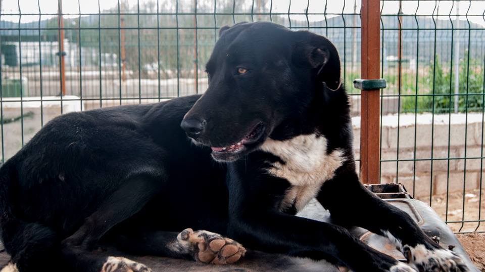 13432237_1231494483540996_6016478829174201141_n