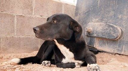 13434785_1231494446874333_7586363935136401123_n