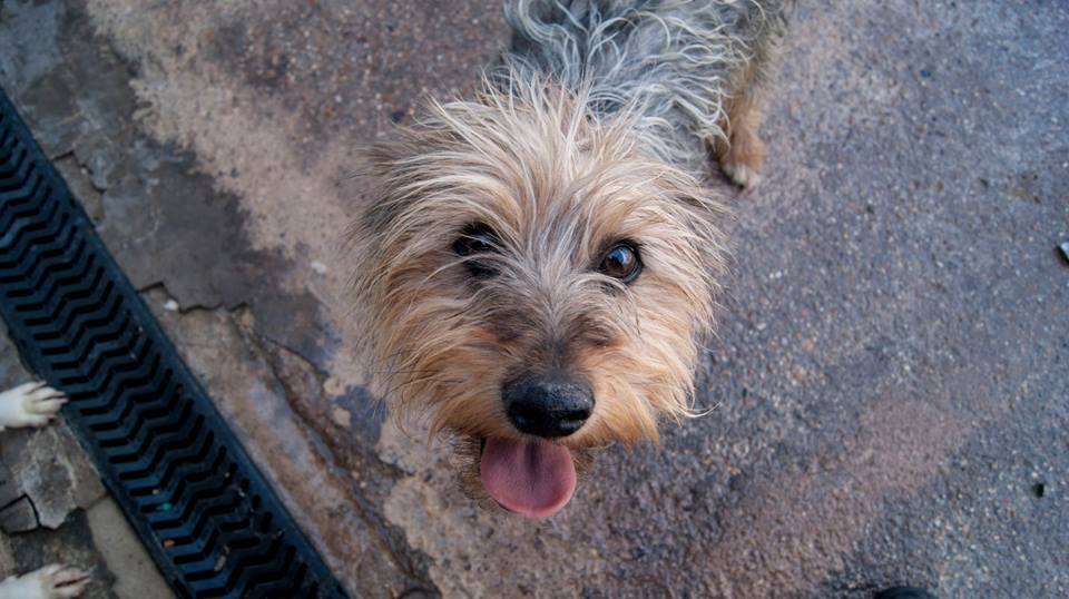 13439043_1240661485957629_1444720033242528935_n