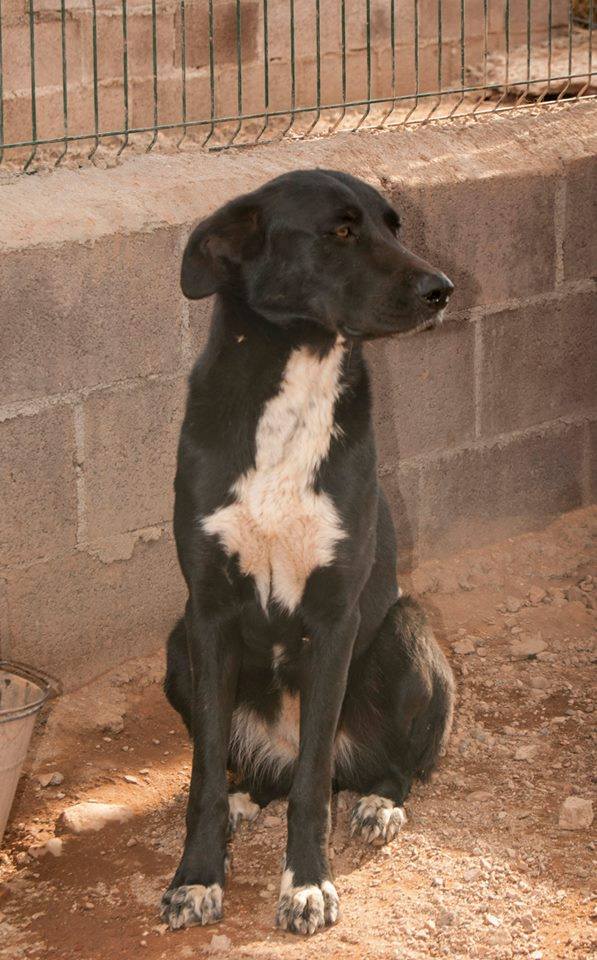 13442193_1231494513540993_4059903733241329662_n