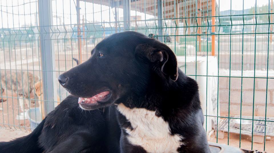 13442256_1231494450207666_5959500362030016220_n