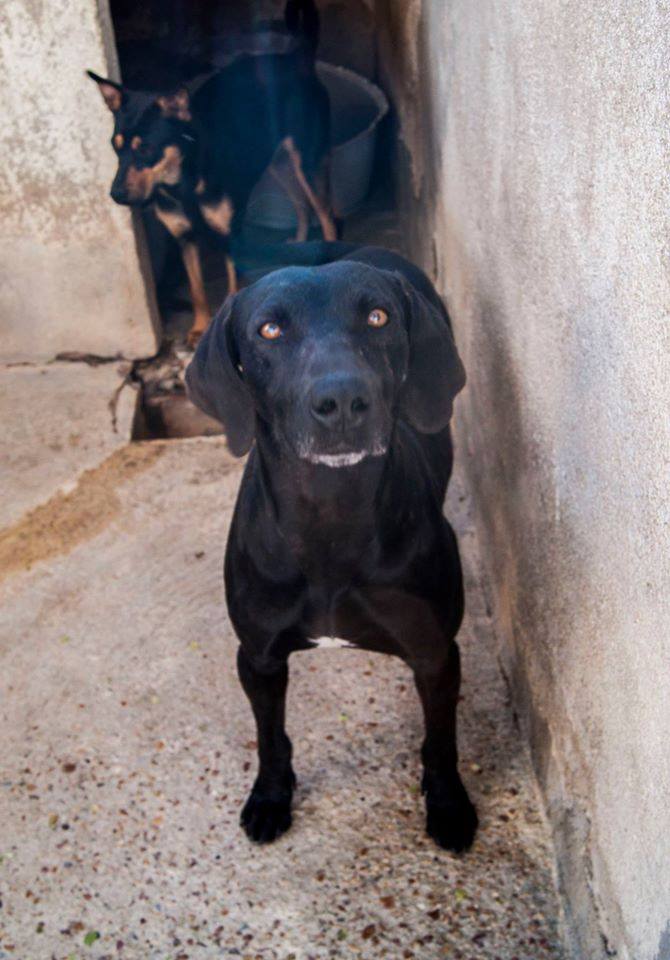 13450147_1233552576668520_5690432976482256572_n