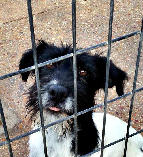 13450203_1233574166666361_2557324441779882001_n