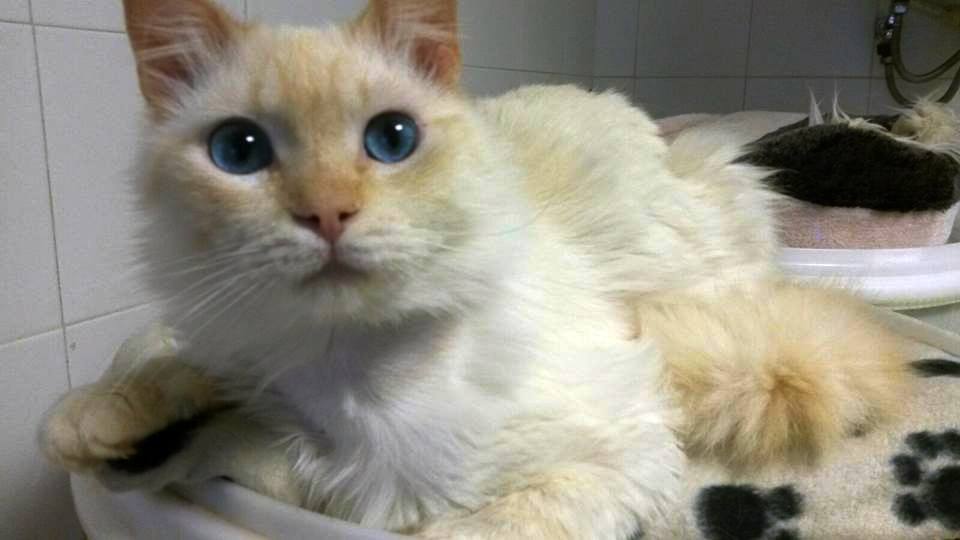 13450778_1232169326806845_1136186190159162888_n