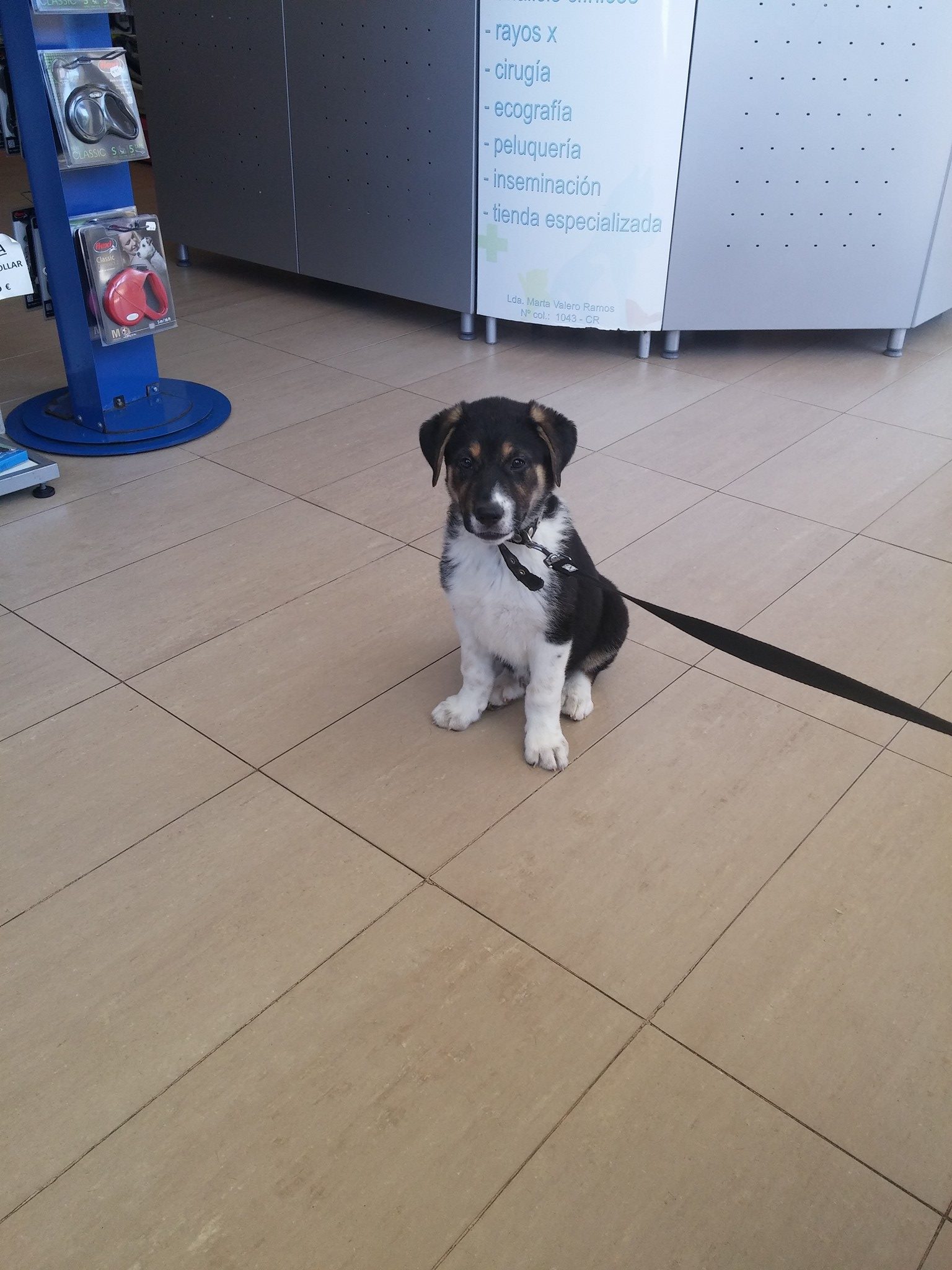 13458572_1230206320336479_8620610809495828321_o