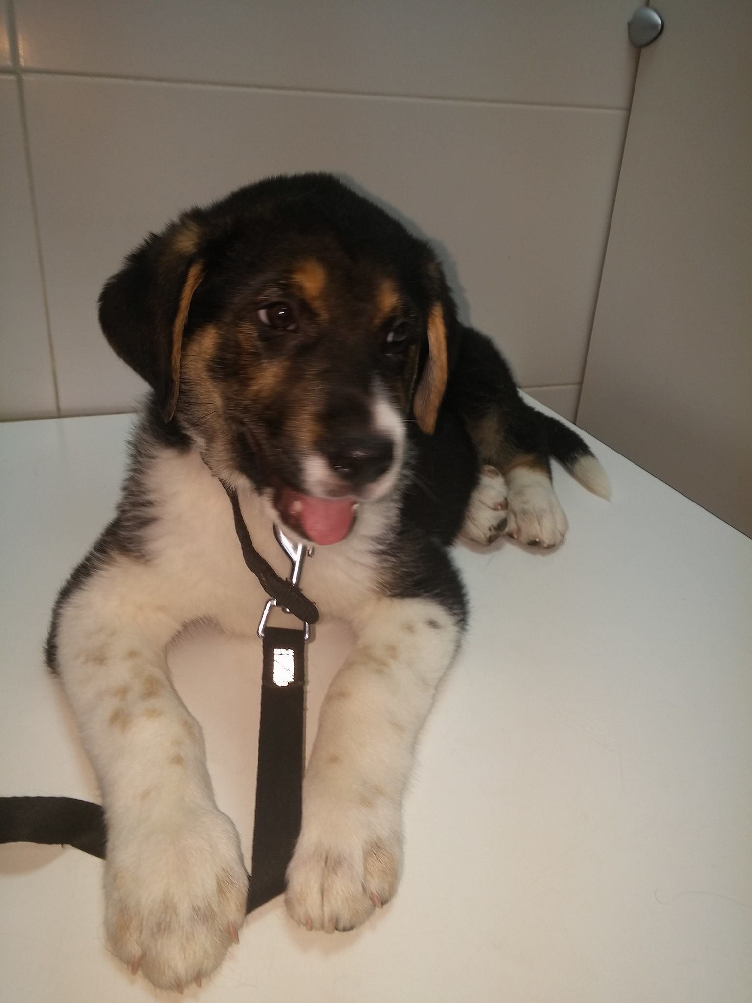 13458723_1230205960336515_1481486660145104788_o