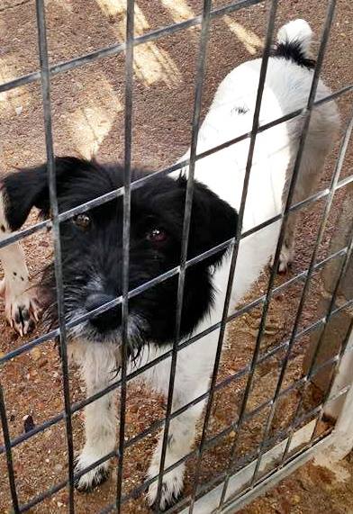 13466021_1233574126666365_2389429768342420294_n