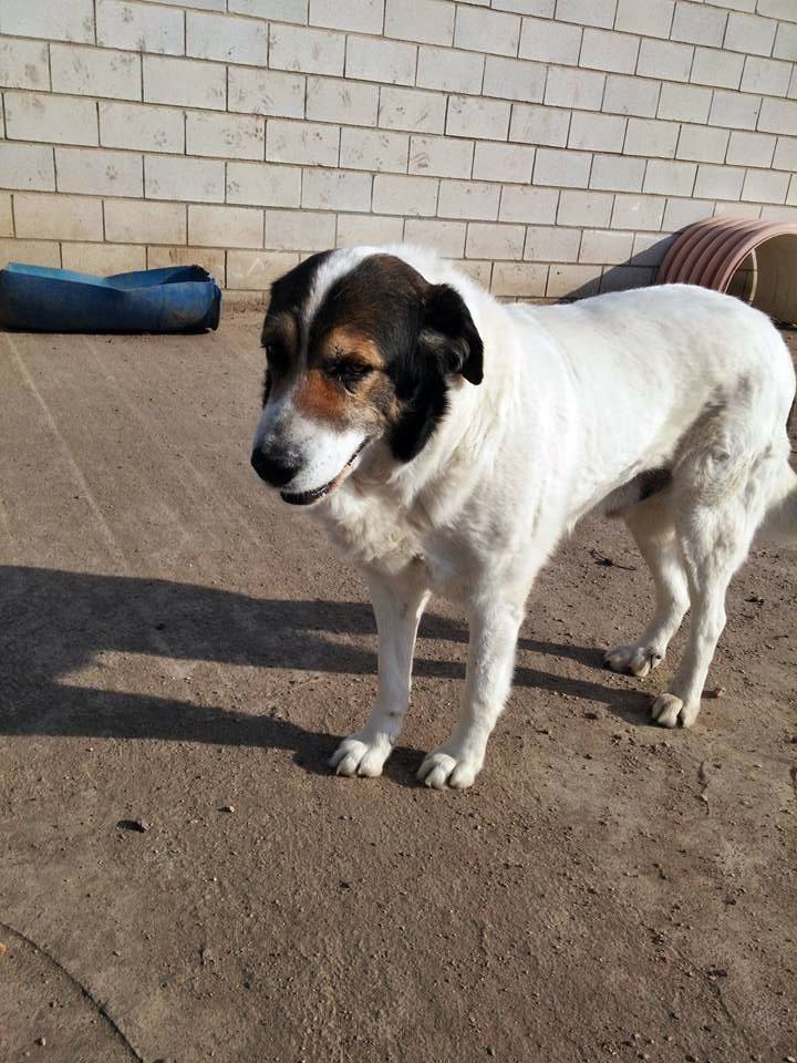 13466259_1232259263464518_6721325343791856834_n