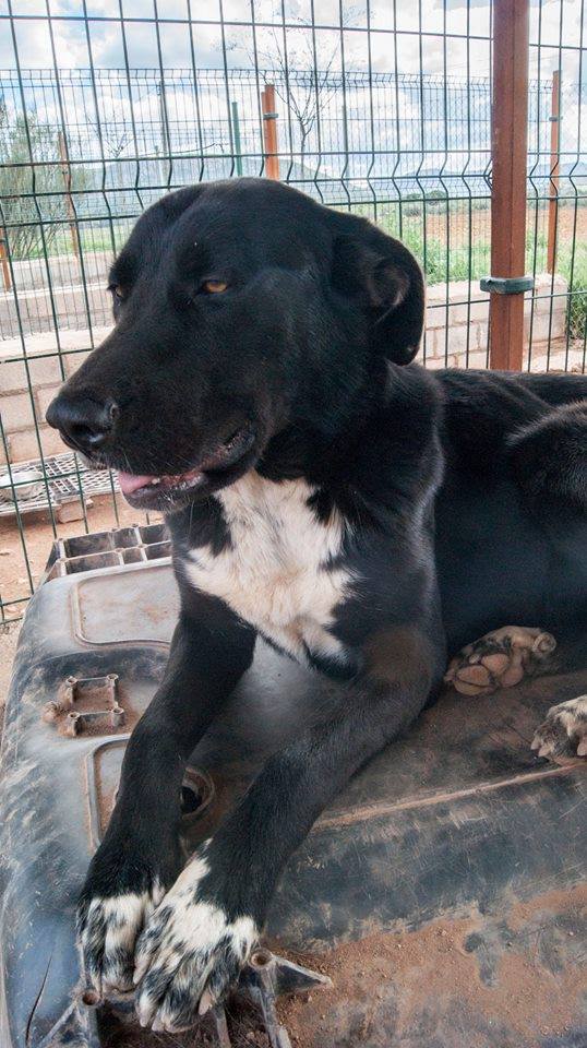 13466275_1231494486874329_5406288442660008941_n