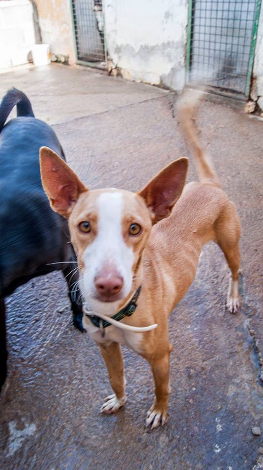 13466320_1231472940209817_4447253363327511914_n