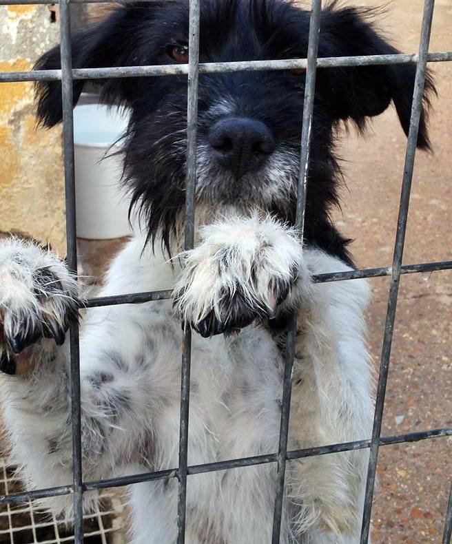 13466422_1233574129999698_8516761831152000595_n