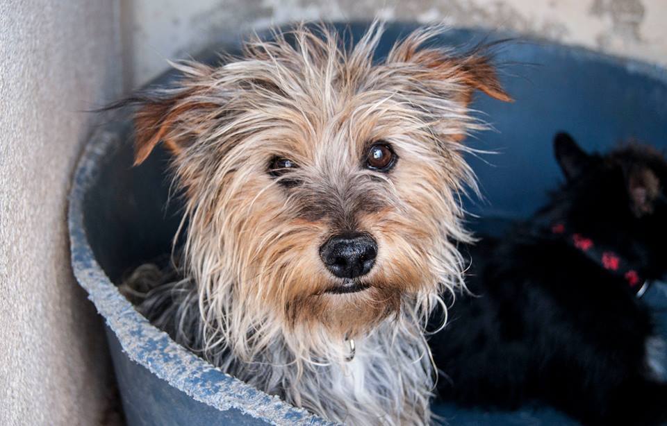 13501847_1240661382624306_4288762683998829891_n