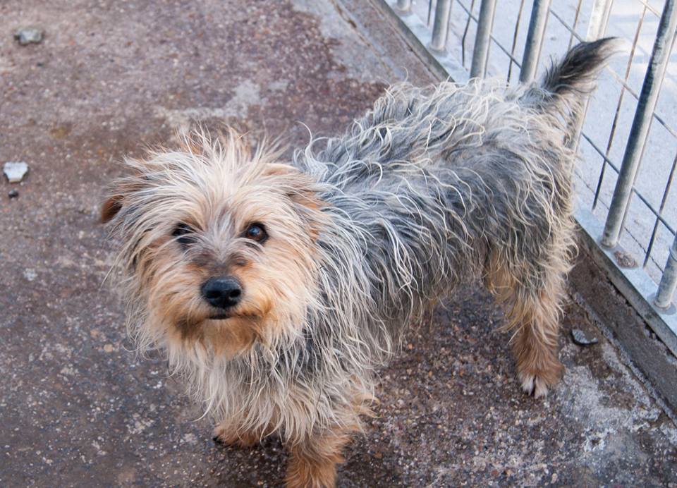 13502109_1240661375957640_6985285268127374151_n