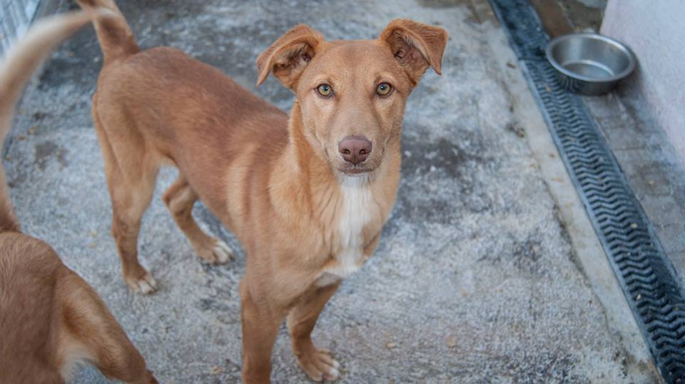 13502126_1242034319153679_9014547702306608186_n