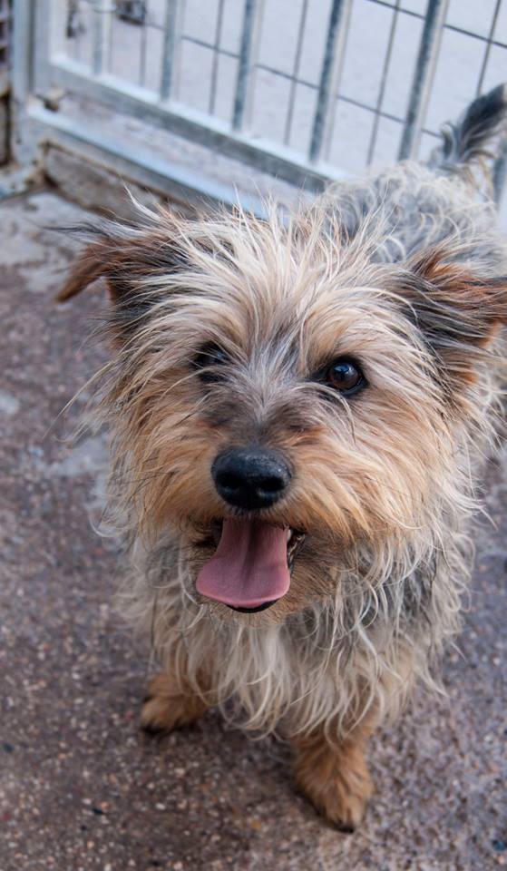 13502155_1240661492624295_3657344025524816067_n