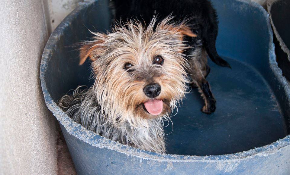 13509129_1240661449290966_7926028186681563397_n