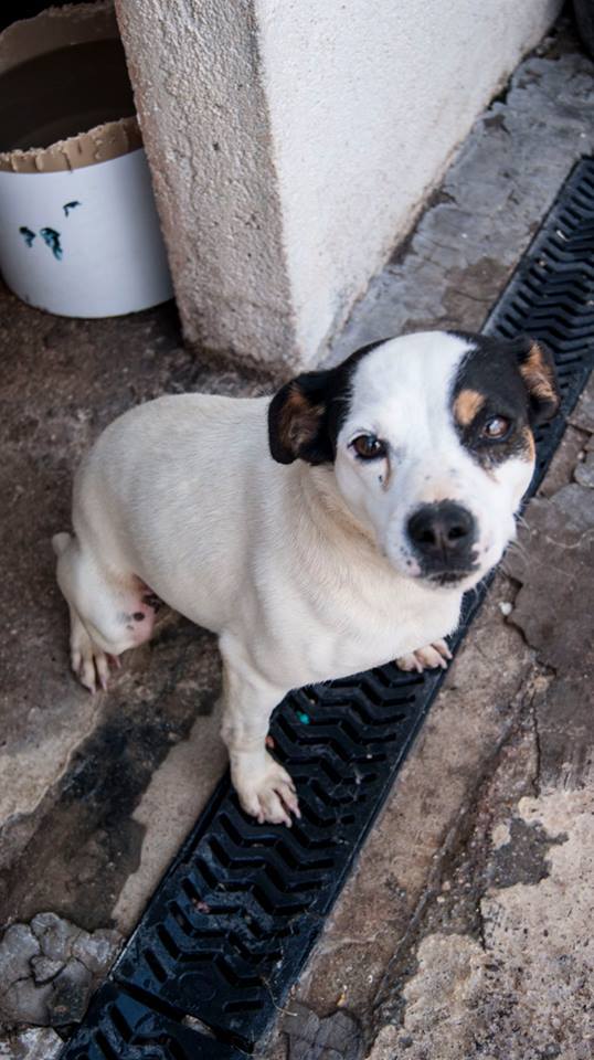 13509132_1242061429150968_5736469803868144003_n