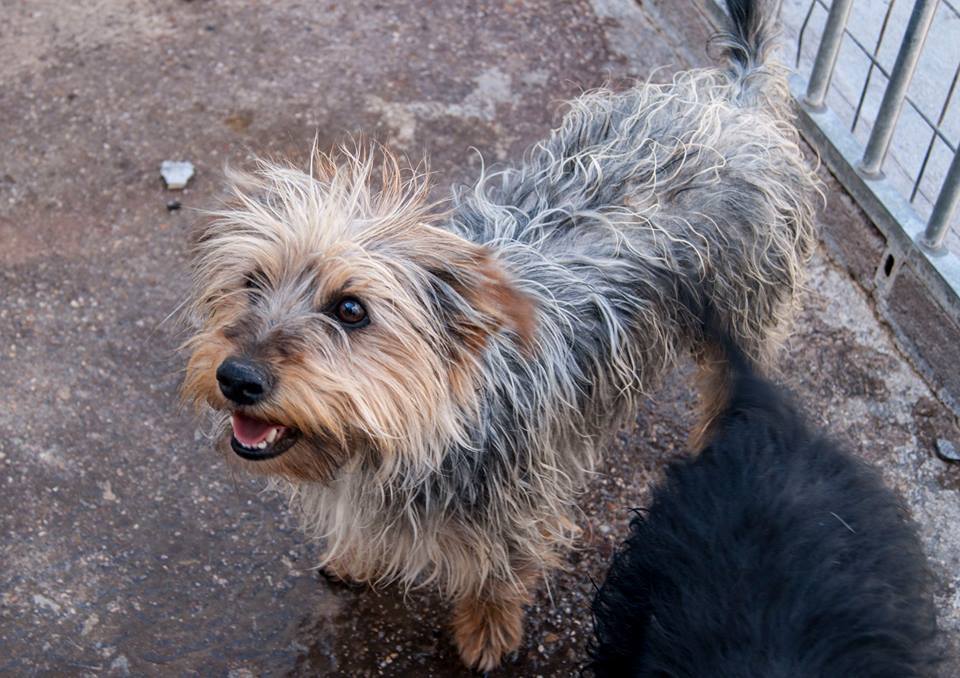 13516261_1240661435957634_4019723754090995638_n