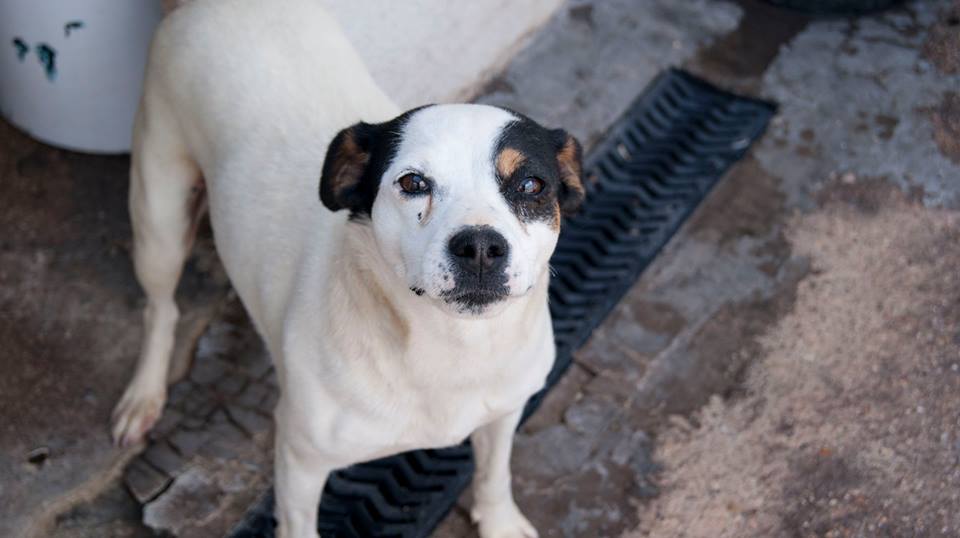 13516423_1242061422484302_7988875321078322467_n