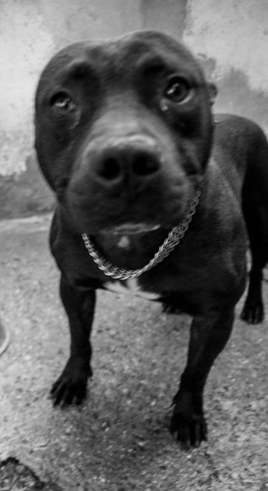 14102273_1292762657414178_1359072836685654848_n