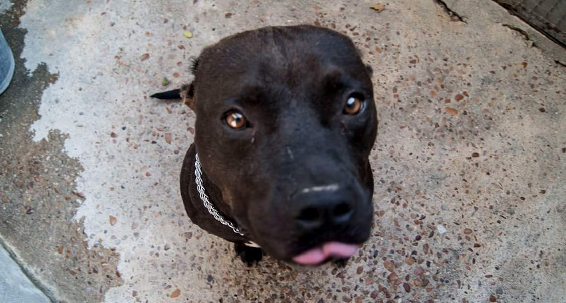 14188116_1292762850747492_4054694771132030556_o