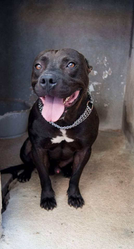 14212724_1292762704080840_585752865561159881_n