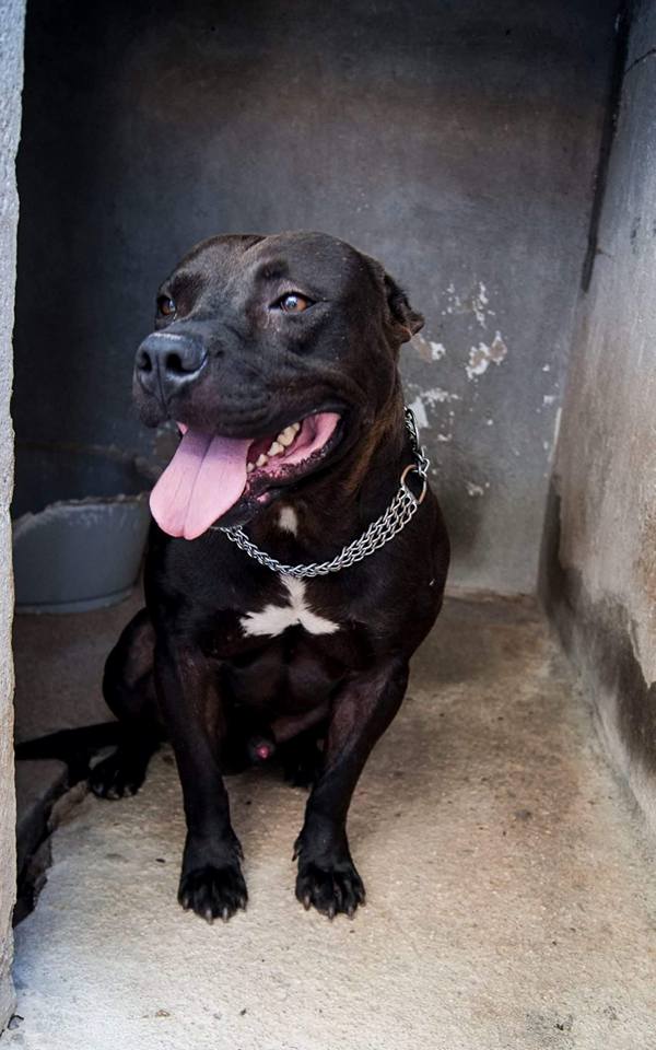 14222137_1292762734080837_4916144764682638165_n