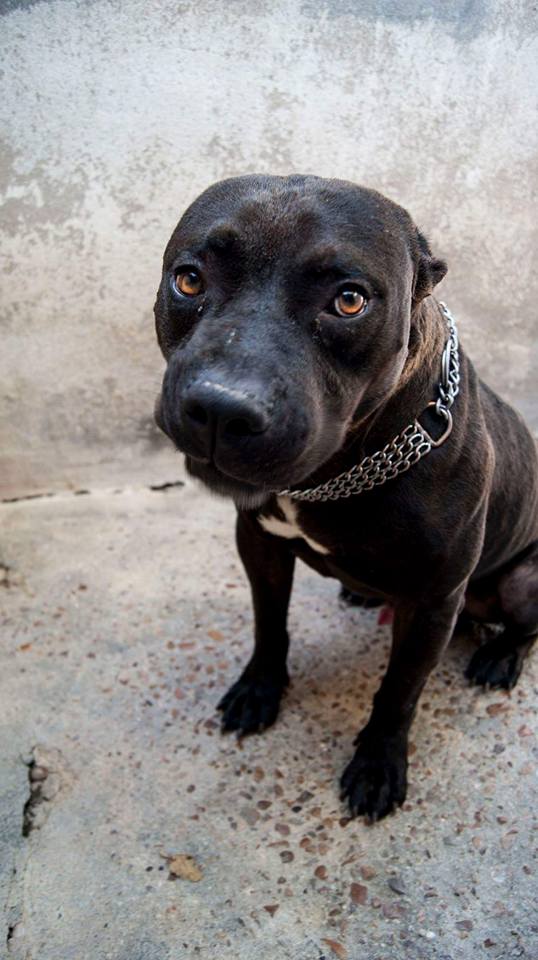 14225592_1292762947414149_8497904918111132151_n