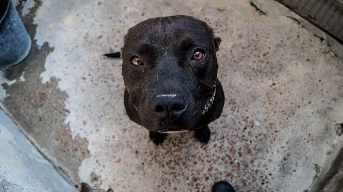 14231306_1292762784080832_5506737438919598073_o