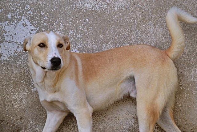 14656287_1340833639273746_4805811145345951603_n