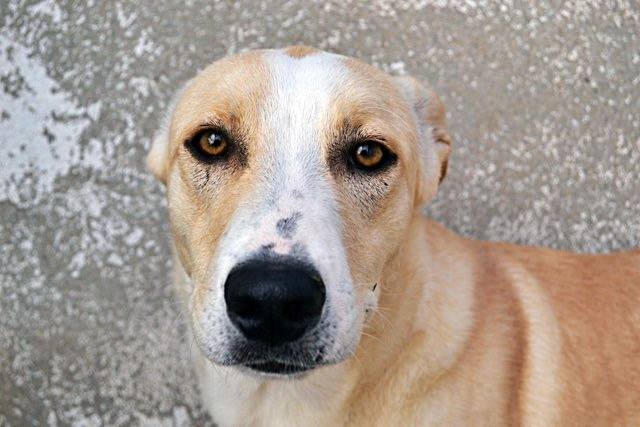 14671231_1340833582607085_7554061249636240178_n