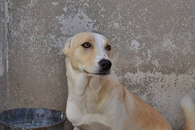 14702374_1340833579273752_5035289005678470199_n