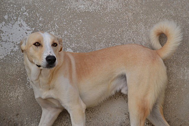 14717311_1340833642607079_2357502246517767565_n