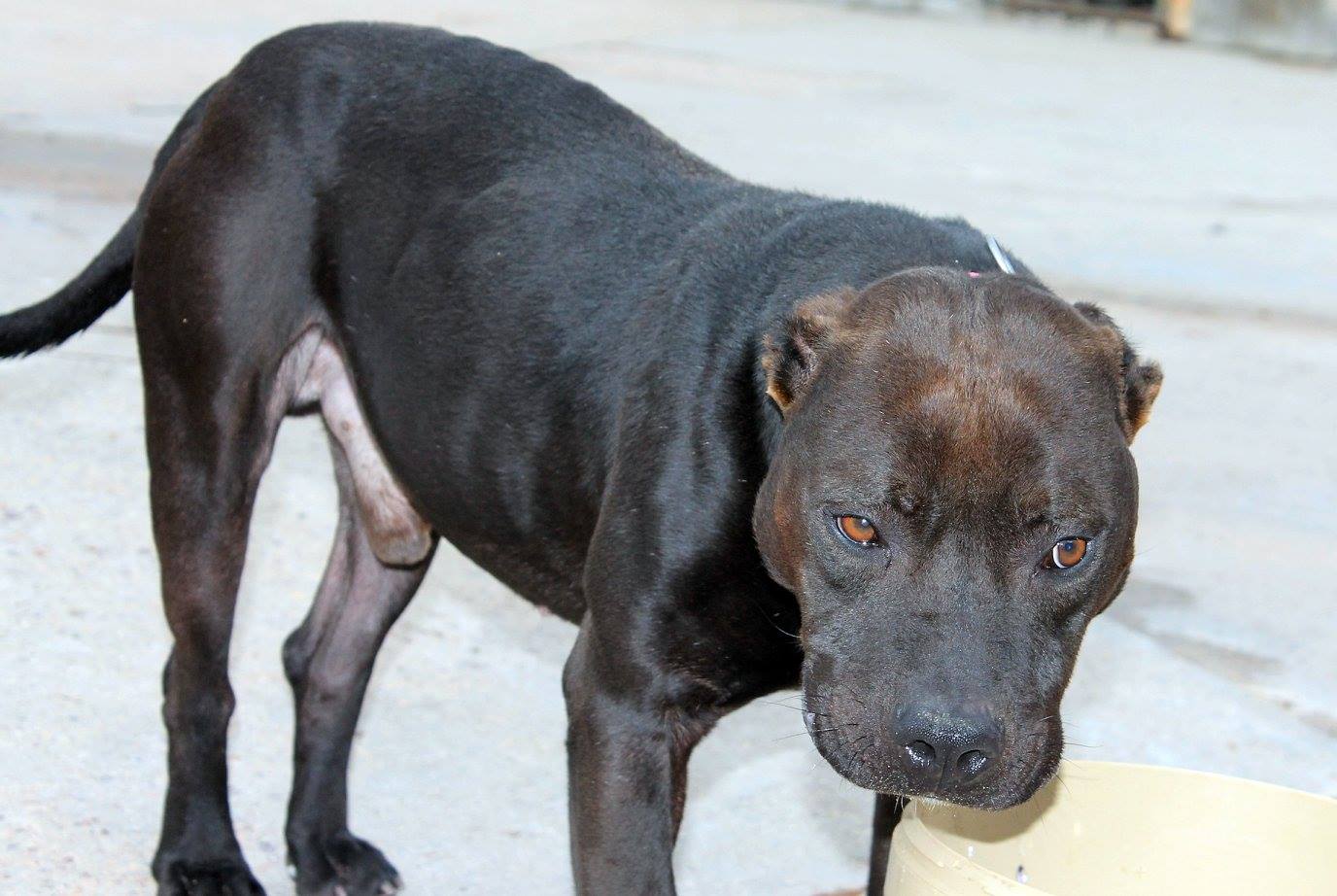 16991691_1484645158225926_7431496983680412722_o