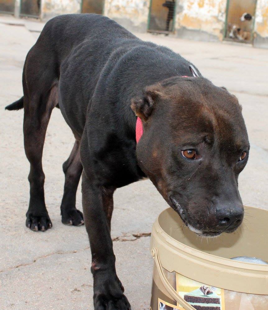 17038820_1484644951559280_3873045057553064443_o